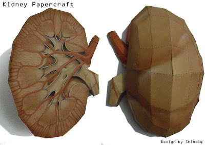 Kidneys Papercraft